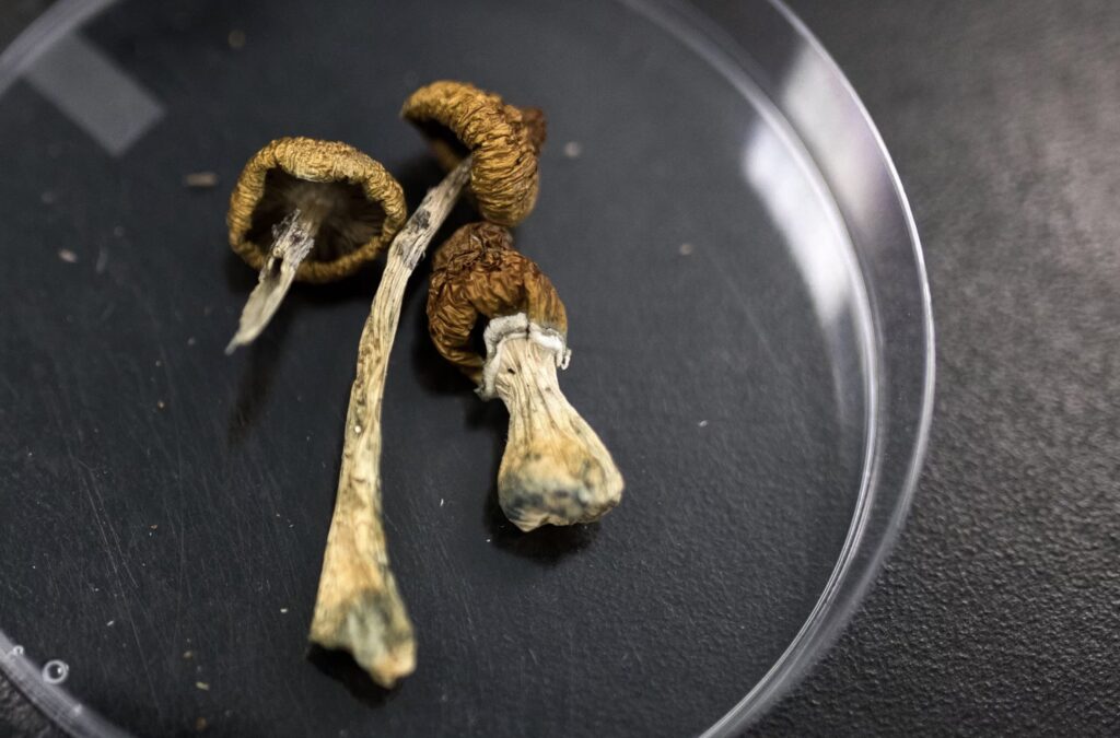 Psilocybin psychidelic therapy